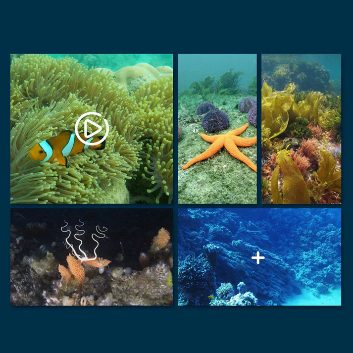 Experience the Underwater World in 4K Without Getting Wet!