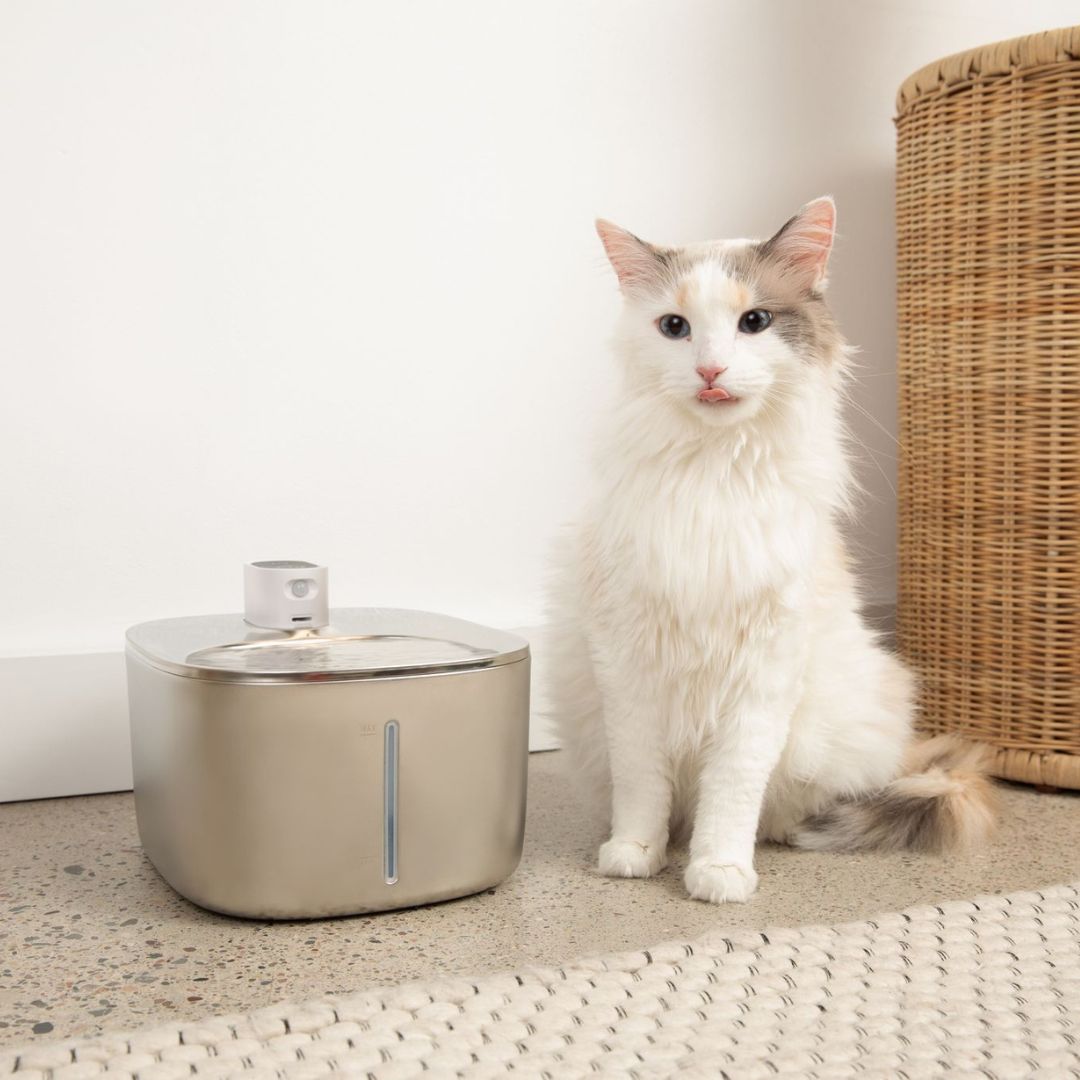 Cat Water Fountain – The Drinking Solution Your Feline Will Use
