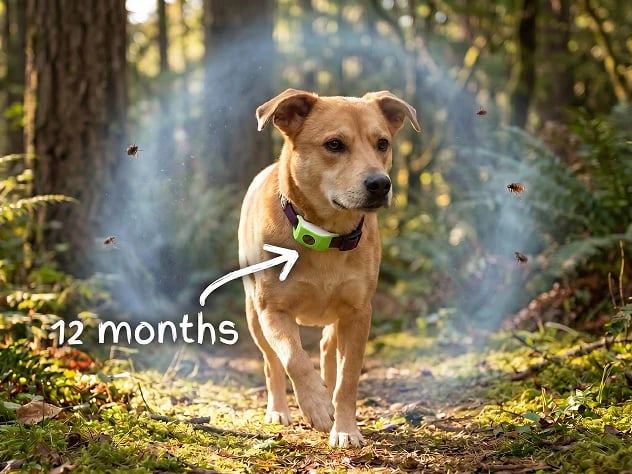 Last Day 60% OFF-12 Months Flea and Tick Free