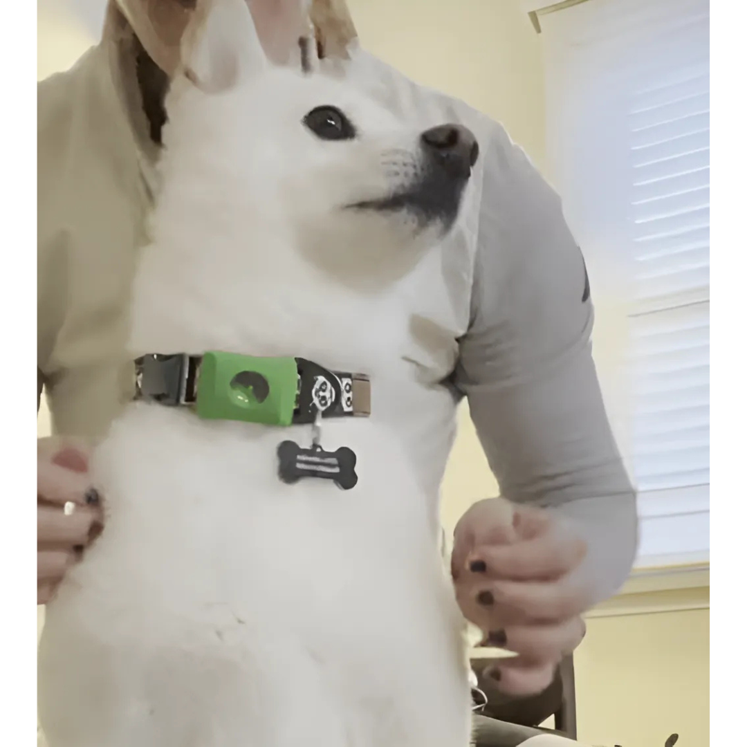 EverGuard™ Natural Protection Pendant — Give Your Pet a Year of Worry-Free, Chemical-Free Freedom