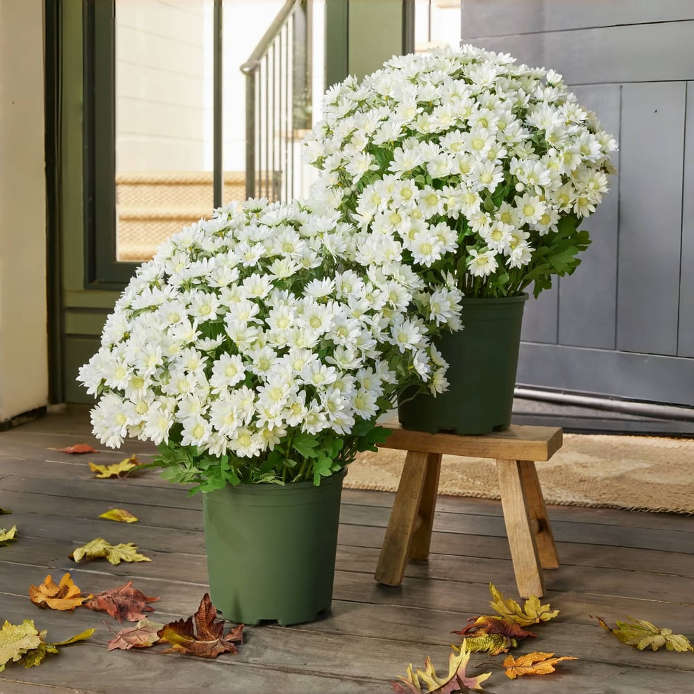 EverFall - Artificial Fall Mum Plant