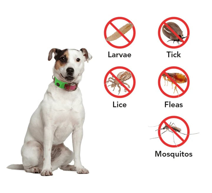 Last Day 60% OFF-12 Months Flea and Tick Free