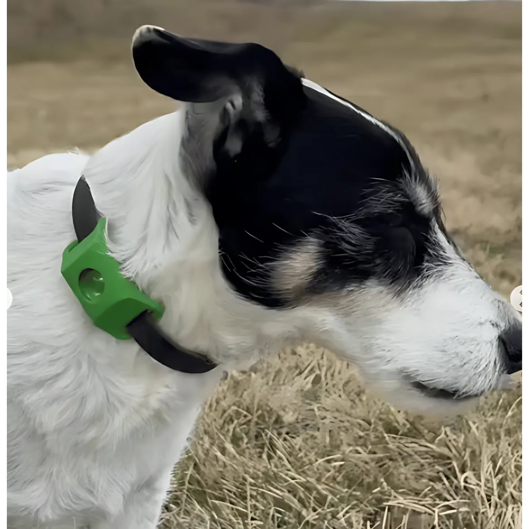 EverGuard™ Natural Protection Pendant — Give Your Pet a Year of Worry-Free, Chemical-Free Freedom