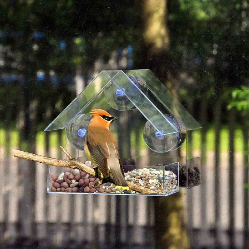 FeatherVibe — Clear Window Bird Feeder with Strong Suction Mount