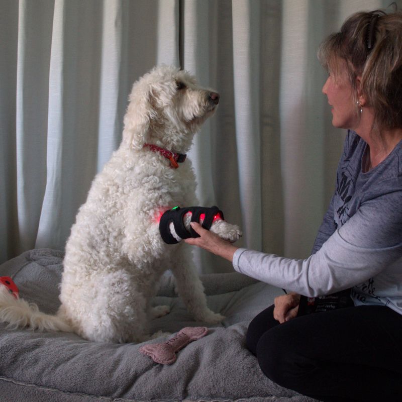 Joint Support Wrap for Dogs with Red Light Therapy