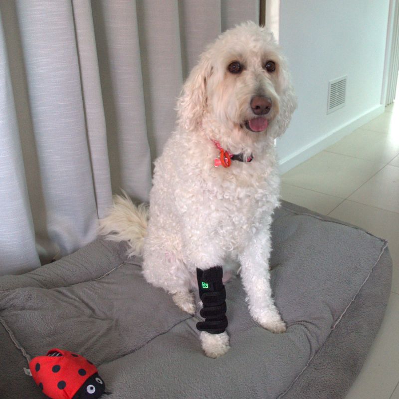 Joint Support Wrap for Dogs with Red Light Therapy