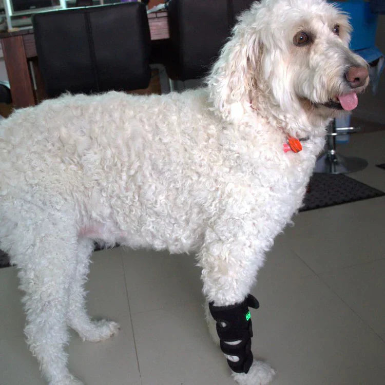 Joint Support Wrap for Dogs with Red Light Therapy