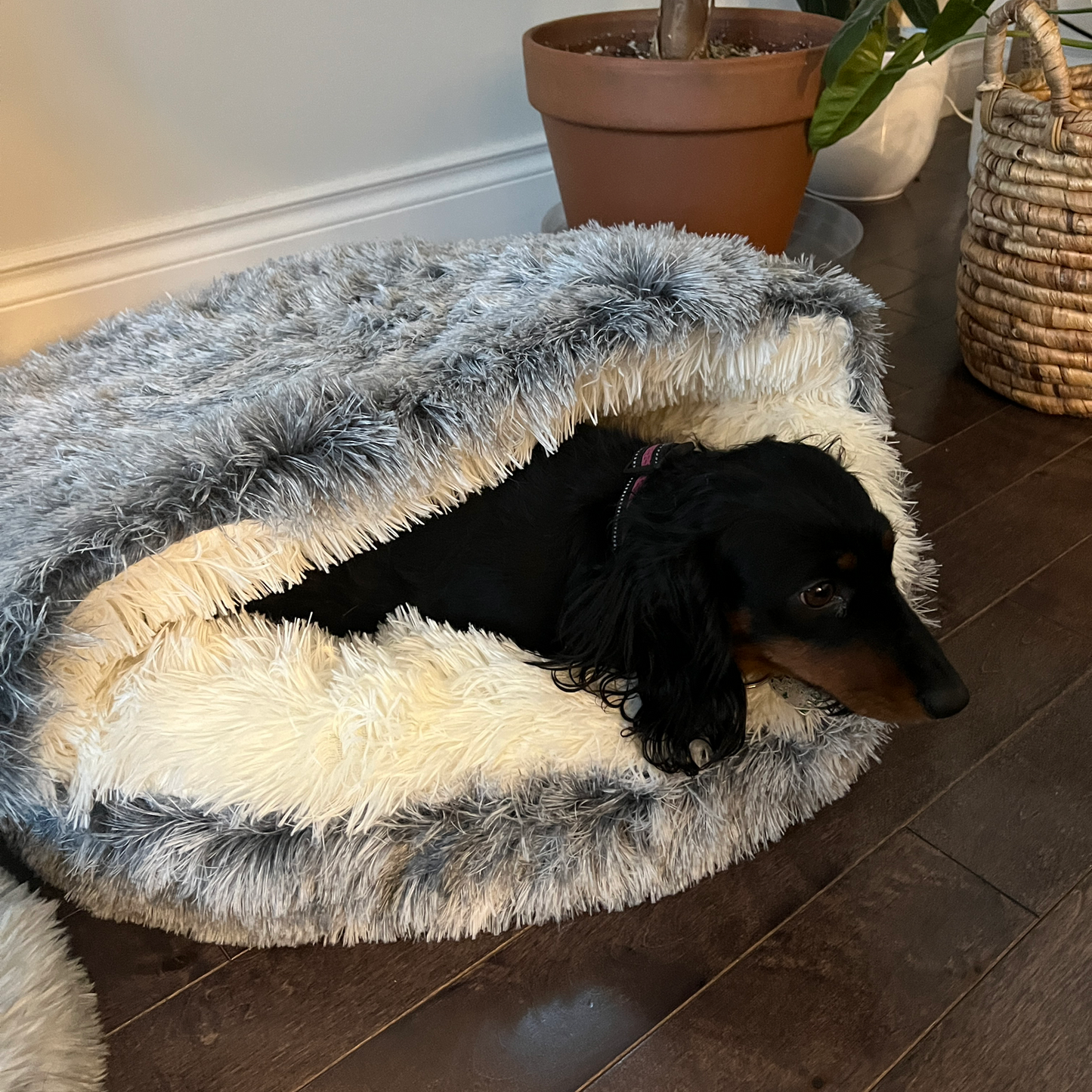 Plush Hideaway Bed