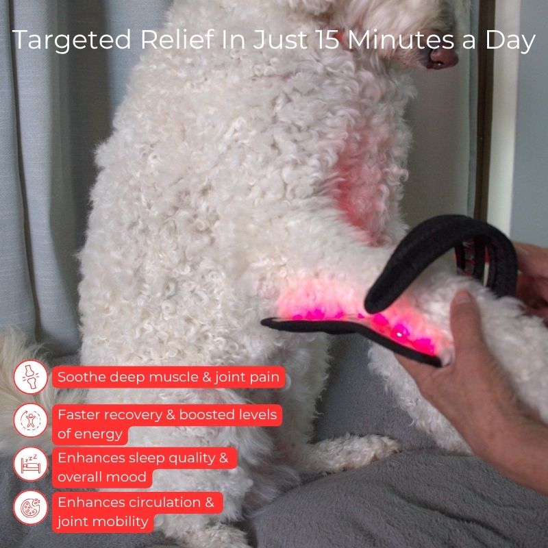 Joint Support Wrap for Dogs with Red Light Therapy