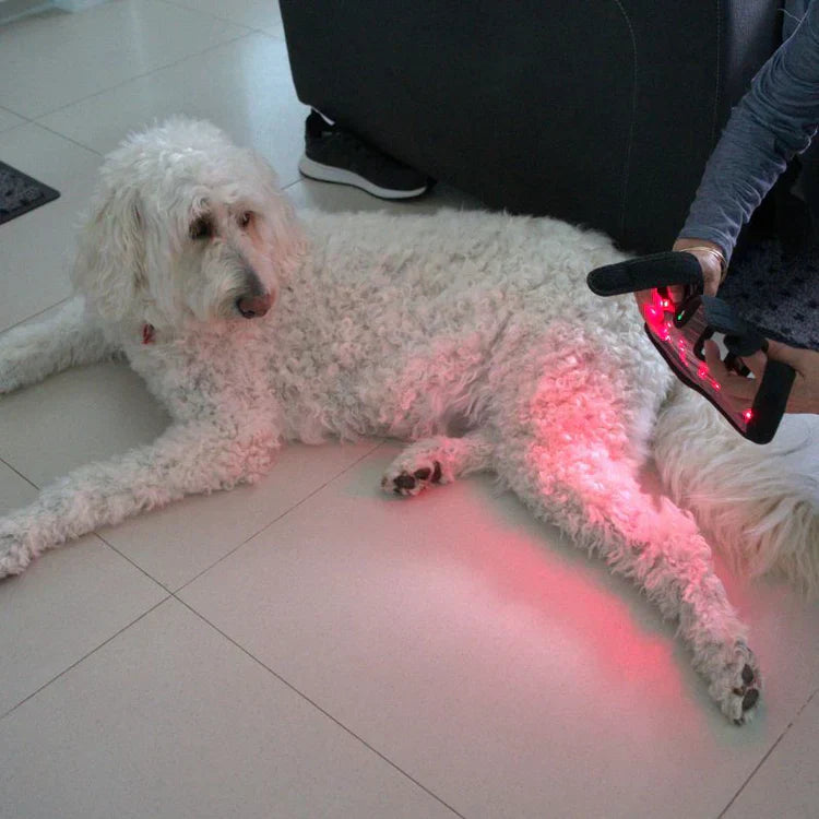 Joint Support Wrap for Dogs with Red Light Therapy