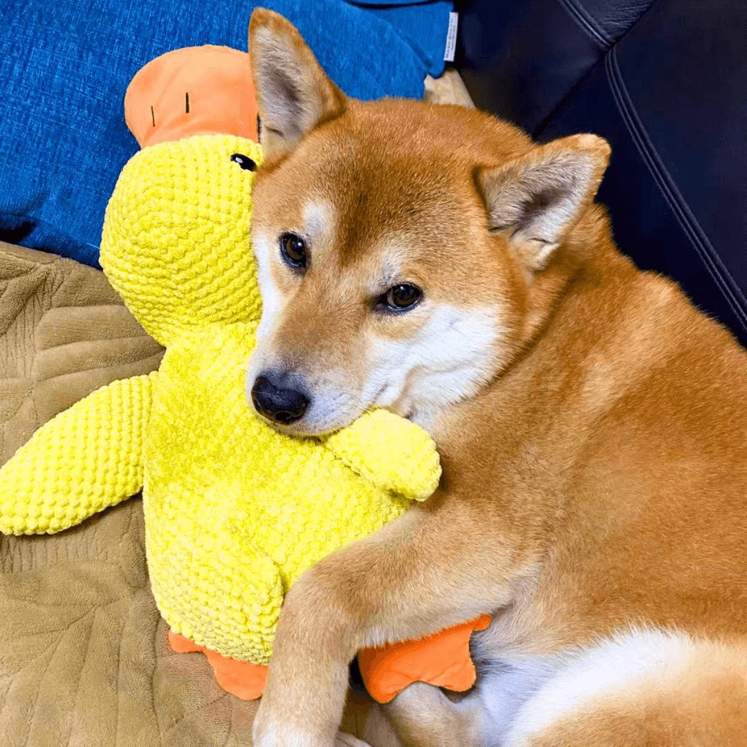 Large Soft Duck Plush Toy for Dogs – Durable with Quacking Sound