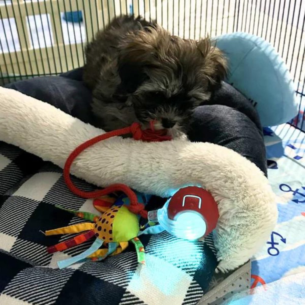 Interactive Rolling Ball Toy for Dogs – Anxiety Relief and Play