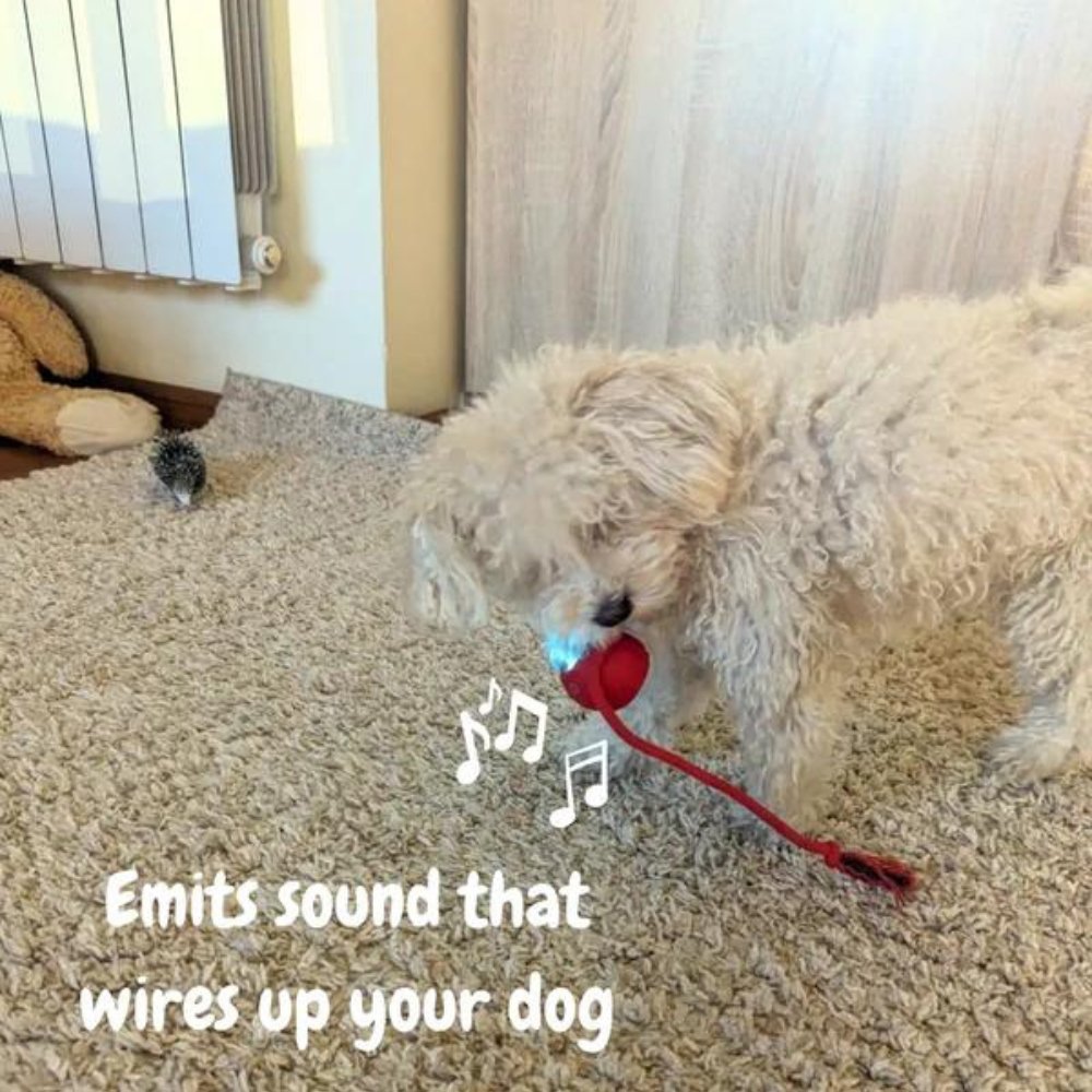 Interactive Rolling Ball Toy for Dogs – Anxiety Relief and Play