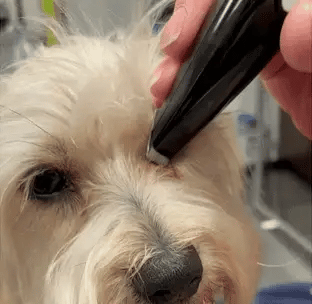 Hair Clipper for Easy Grooming