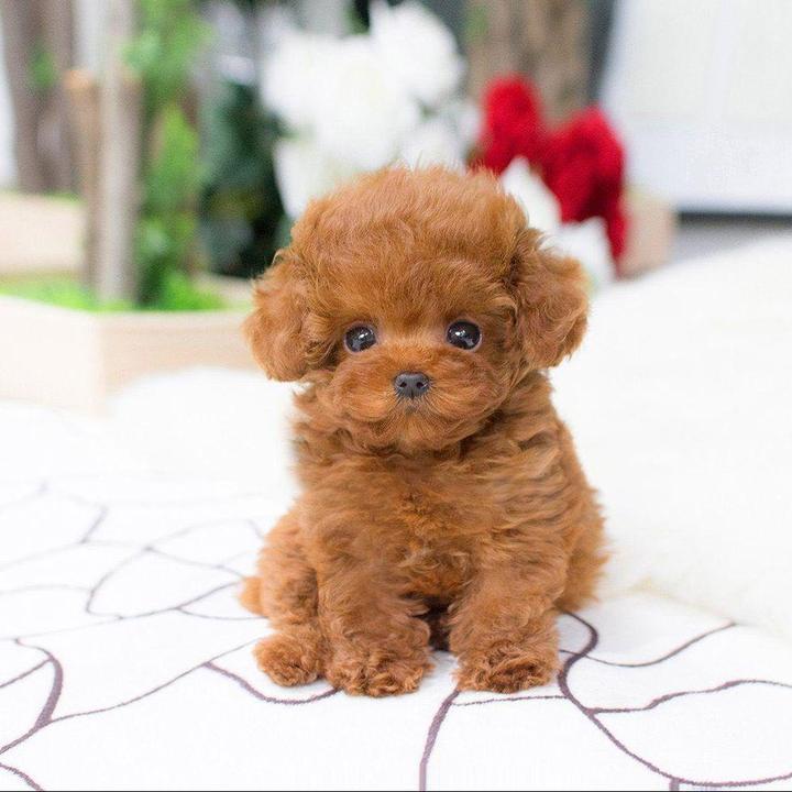 DearTeddy - Realistic Plush Puppy