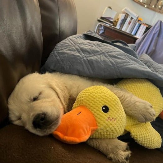 Interactive Dog Toy Duck with Quacking Sound for Pets