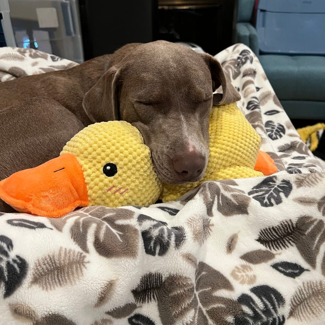 Interactive Dog Toy Duck with Quacking Sound for Pets