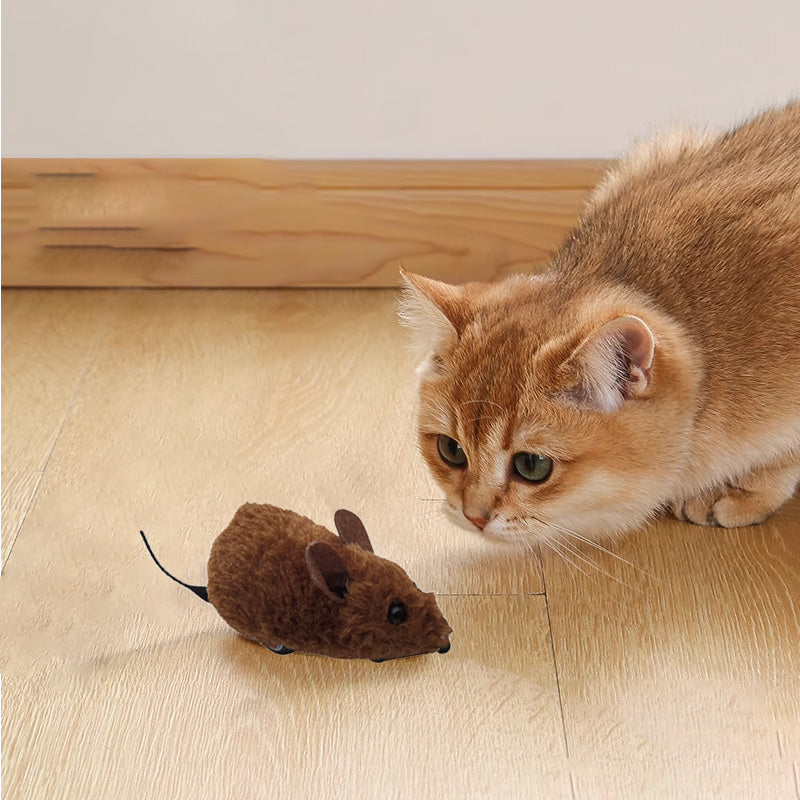 Endless Play Fun for Dogs and Cats