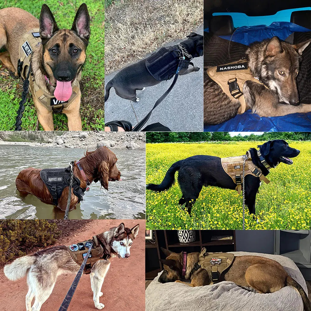 No-Pull Dog Harness for Training and Outdoor Activities